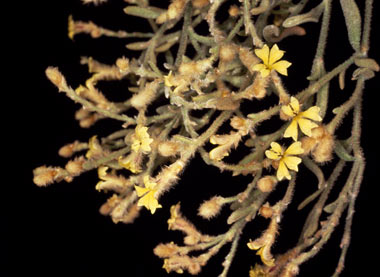 APII jpeg image of Dampiera luteiflora  © contact APII