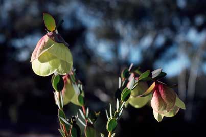 APII jpeg image of Pimelea physodes  © contact APII