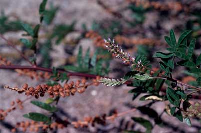 APII jpeg image of Glycyrrhiza acanthocarpa  © contact APII