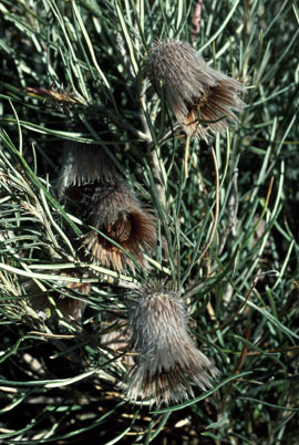 APII jpeg image of Banksia splendida subsp. splendida  © contact APII