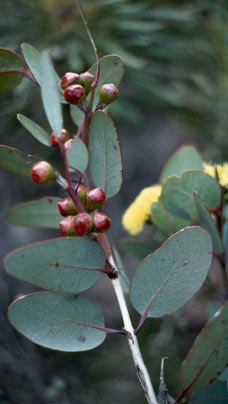 APII jpeg image of Eucalyptus preissiana subsp. preissiana  © contact APII