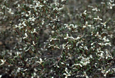 APII jpeg image of Spyridium vexilliferum  © contact APII