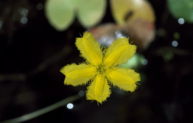 APII jpeg image of Nymphoides geminata  © contact APII