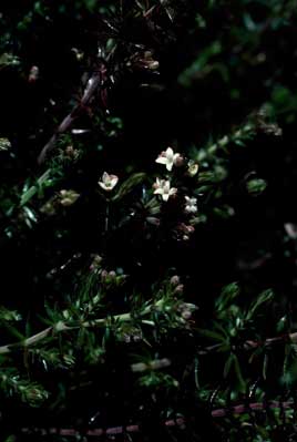 APII jpeg image of Asperula scoparia  © contact APII
