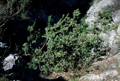 APII jpeg image of Grevillea iaspicula  © contact APII