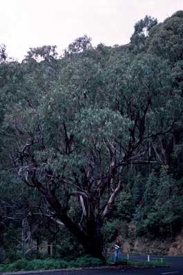 APII jpeg image of Eucalyptus chapmaniana  © contact APII