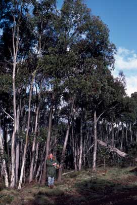 APII jpeg image of Eucalyptus elaeophloia  © contact APII