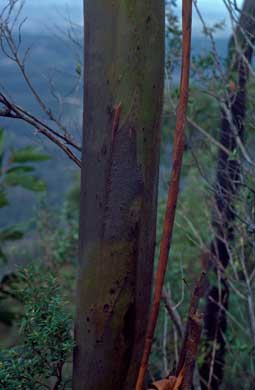 APII jpeg image of Eucalyptus imlayensis  © contact APII
