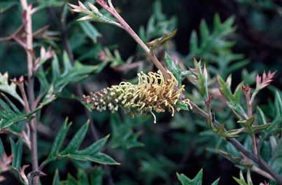 APII jpeg image of Grevillea willisii  © contact APII