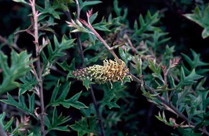 APII jpeg image of Grevillea willisii  © contact APII