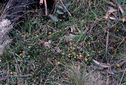 APII jpeg image of Pultenaea capitellata  © contact APII