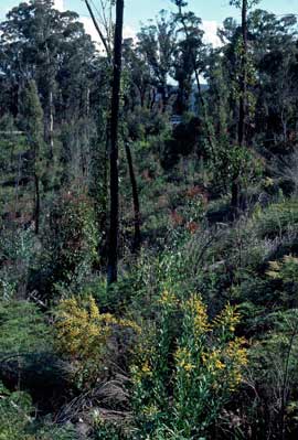 APII jpeg image of Daviesia laxiflora  © contact APII