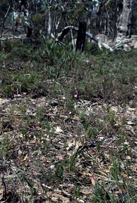 APII jpeg image of Olearia sp. Rhizomatica (I.R.Telford 11549)  © contact APII