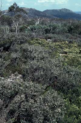 APII jpeg image of Leptospermum namadgiensis,<br/>Kunzea muelleri  © contact APII