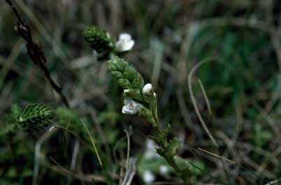 APII jpeg image of Euphrasia collina subsp. paludosa  © contact APII