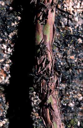 APII jpeg image of Leptospermum namadgiensis  © contact APII