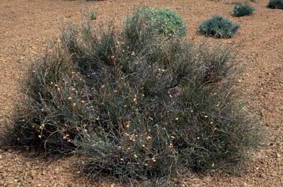 APII jpeg image of Daviesia elongata subsp. implexa  © contact APII