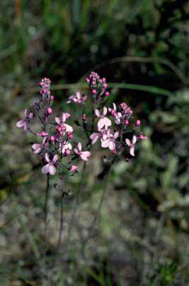 APII jpeg image of Stylidium striatum  © contact APII