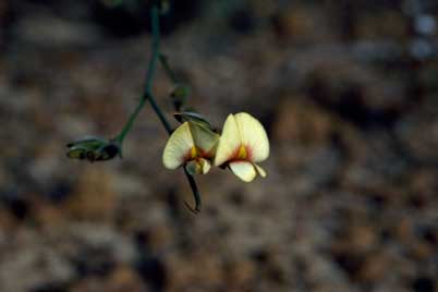 APII jpeg image of Erichsenia uncinata  © contact APII