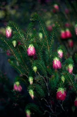 APII jpeg image of Darwinia leiostyla  © contact APII