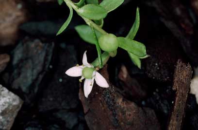 APII jpeg image of Rhytidosporum alpinum  © contact APII