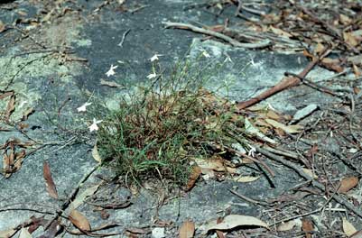 APII jpeg image of Isotoma anethifolia  © contact APII