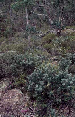 APII jpeg image of Correa reflexa var. reflexa,<br/>Tetratheca,<br/>Grevillea lanigera  © contact APII