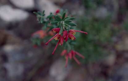 APII jpeg image of Grevillea lanigera  © contact APII