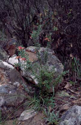 APII jpeg image of Grevillea lanigera  © contact APII