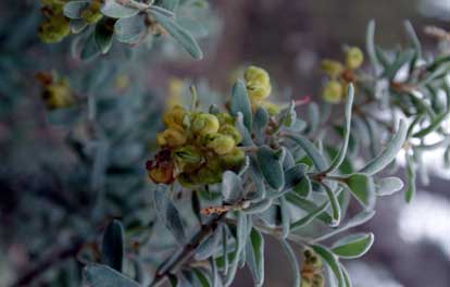 APII jpeg image of Grevillea  © contact APII