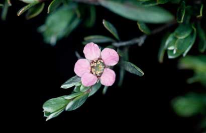 APII jpeg image of Leptospermum namadgiensis  © contact APII