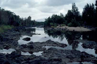 APII jpeg image of Muehlenbeckia tuggeranong  © contact APII