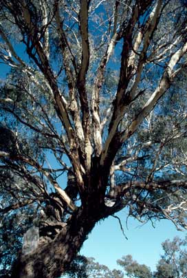 APII jpeg image of Eucalyptus melliodora  © contact APII