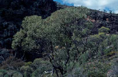 APII jpeg image of Eucalyptus nandewarica  © contact APII