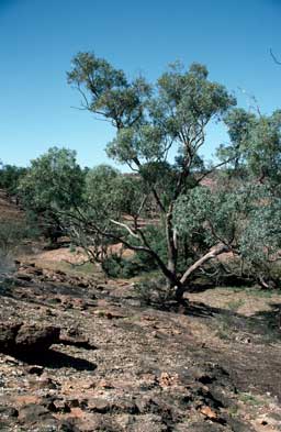 APII jpeg image of Eucalyptus camaldulensis subsp. arida  © contact APII