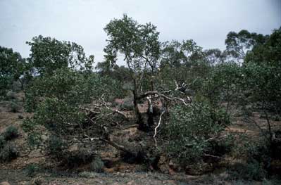 APII jpeg image of Eucalyptus gillii  © contact APII