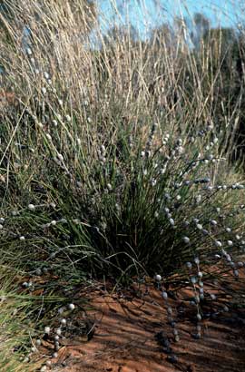 APII jpeg image of Lomandra leucocephala subsp. robusta  © contact APII