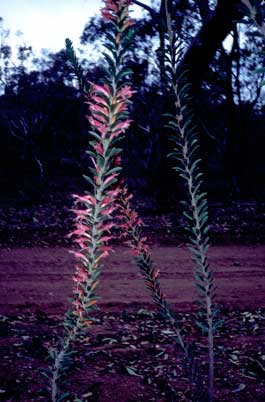 APII jpeg image of Eremophila calorhabdos  © contact APII