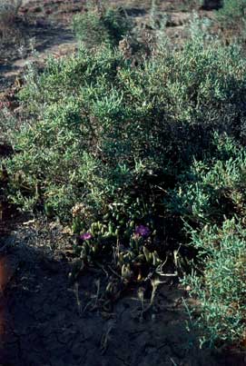 APII jpeg image of Disphyma crassifolium subsp. clavellatum,<br/>Sclerostegia tenuis  © contact APII