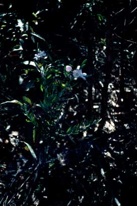 APII jpeg image of Eriostemon australasius  © contact APII