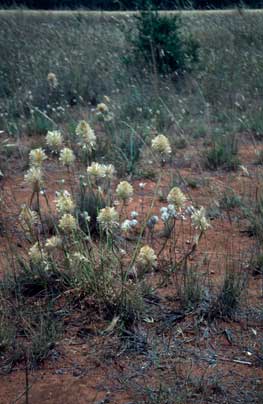 APII jpeg image of Ptilotus macrocephalus  © contact APII