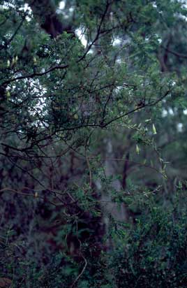 APII jpeg image of Billardiera nesophila  © contact APII