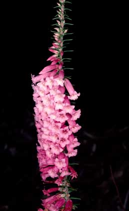 APII jpeg image of Epacris impressa  © contact APII