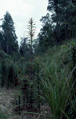 APII jpeg image of Richea dracophylla  © contact APII