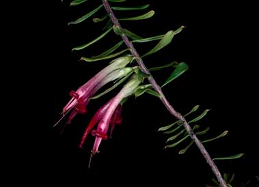 APII jpeg image of Styphelia tubiflora  © contact APII