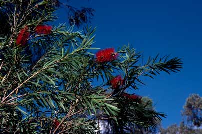 APII jpeg image of Callistemon viminalis  © contact APII