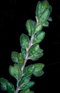 APII jpeg image of Grevillea centristigma  © contact APII