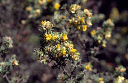 APII jpeg image of Pultenaea daltonii  © contact APII