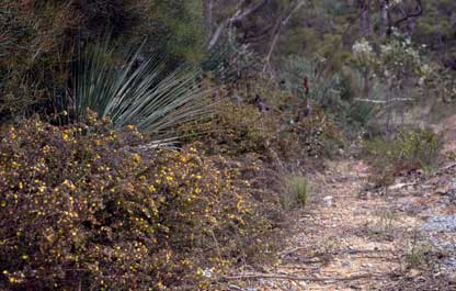 APII jpeg image of Pultenaea involucrata  © contact APII