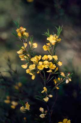 APII jpeg image of Pultenaea juniperina  © contact APII